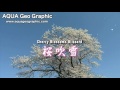 桜吹雪 cherry blossoms blizzard 吹雪桜