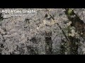 桜吹雪 cherry blossoms blizzard 吹雪桜