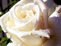 PLATON?K A?KIN G�NL�?�...