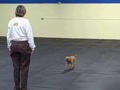 buddy in open 'b'