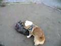 Cairn Terrier video