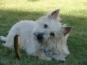 Cairn Terrier, McDuffy