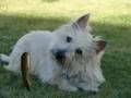 Cairn Terrier, McDuffy