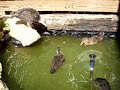 Turkey Swims Turkey Swims