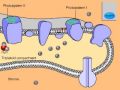 Light Dependant Reactions of Photosynthesis Animation