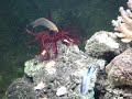 Red Crinoid Red Crinoid
