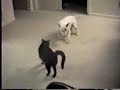perro vs gato