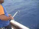 pesca alla ricciola a Portopino-Sardegna