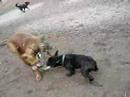 Rozko tug o war Rozko tug o war
