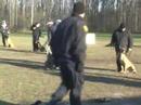 florida dog trainer - http://www.sitmeanssit.com Police DOG TRAINING done in this daily dog training video was taken at one of our Police K9 dog training seminars. Fred Hassen's S...
