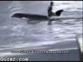 Near death accident at Seaworld Killer Whale Shamu Beleive Near death accident at Seaworld Killer Whale Shamu Beleive