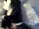 Paris: Guilty One day after cleaning the whole Apartment. . .I came back out into the living room to find my kitten Paris, had torn up the paper I left out on the couch.