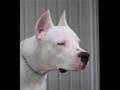 Dogo Argentino video