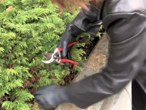 how to fertilize juniper shrubs