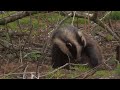fox, badger and Nightjar video