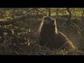fox, badger and Nightjar video