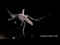 A new laser system can kill mosquitoes without harming other insects, as shown in slowmotion video. It's all part of the effort to combat malaria.