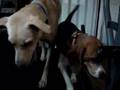 Marley and Buddy (Mutt & Jeff) go Leashless on Teadmill Pt 1