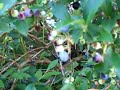 Wild Edibles : Wild Blueberries - Part 1 Wild Edibles : Wild Blueberries - Part 1