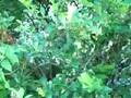 Wild Edibles : Wild Blueberries - Part 1