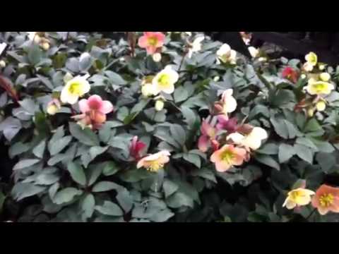 Hellebore Pink Frost - The Hellebore Hurrah! Opening Weekend is our biggest event of the year at Phoenix Perennials filled with thousands of hellebores in full bloom. We have more ...