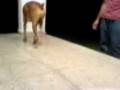 videos de Dogbook Movie: Lana y Tommy
