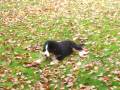 Bernese