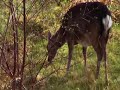 A very hungry deer