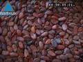 La minute d'Infolive.tv : Le chocolat, gourmandise de tous l