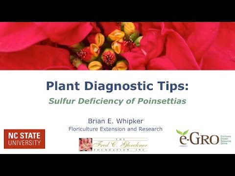 how to fertilize poinsettias