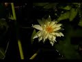 Water Lilies Water Lilies