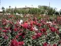 videos de White Crescent '07: The Rose Garden
