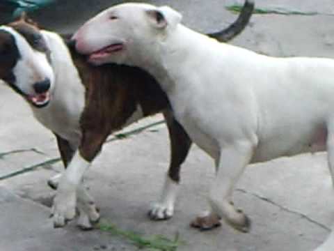 bull terrier