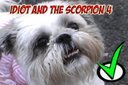 THIS-DOG-WILL-DIE