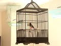 anis-kembang-ring.html