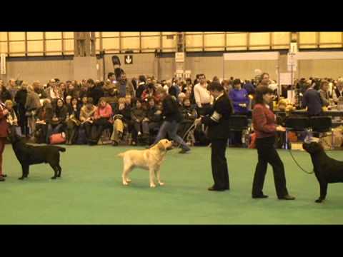 labrador