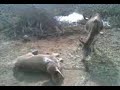 Jalal Pur JagirShah Pur City Sargodha mp4