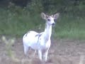 WILD COYOTE PACK APPROACHES RARE, WILD, WHITE (PIEBALD) WHITETAIL