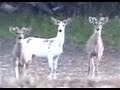 WILD COYOTE PACK APPROACHES RARE, WILD, WHITE (PIEBALD) WHITETAIL