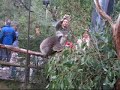 Healesville Nature Sanctuary, Australia Healesville Nature Sanctuary, Australia