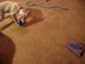 Toga (Dogo Argentino vs. the Bumble Ball)