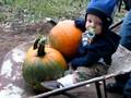 Pumpkin fun