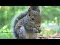 I Know What Squirrels Like!