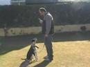 adiestramiento pitt bull sanlucar