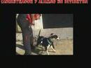 adiestramiento pitt bull sanlucar