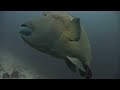 MTV Super Select Maldives - Napoleon Wrasse @ Fish head MTV Super Select Maldives - Napoleon Wrasse @ Fish head