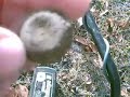 Metal Detecting Chronicles: Relic and Coin Shootin\