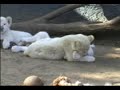 lion-cubs-are-sooo-cute.html