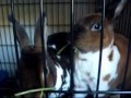 Fussy Eating Rabits