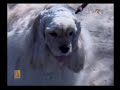 Lectia de dresaj-Intoarcerea la picior Lectia de dresaj-Intoarcerea la picior
